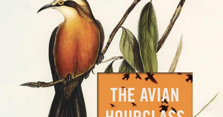 Lindsey Drager’s ‘The Avian Hourglass’ Is Wonderfully Weird